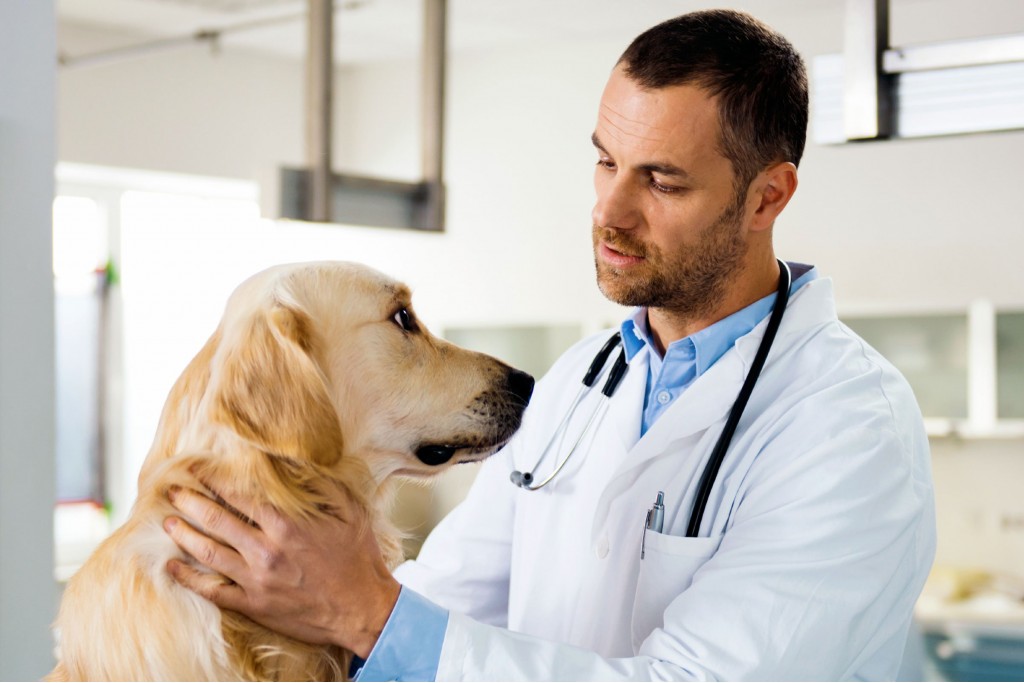 Caring for cute animals