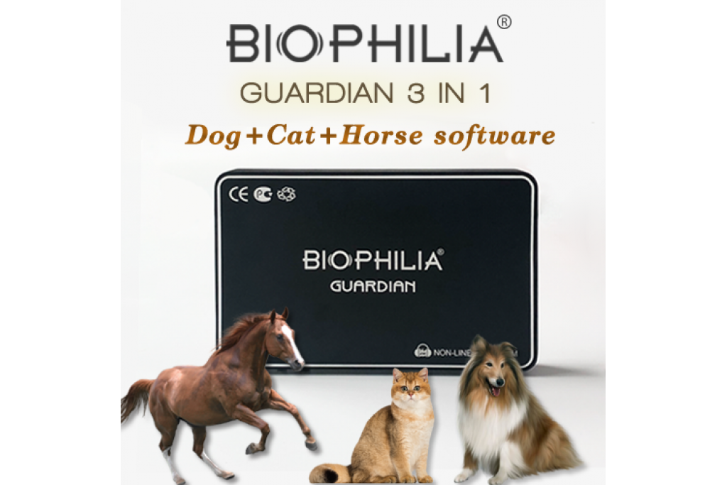 How to interact with kittens and puppies more securely